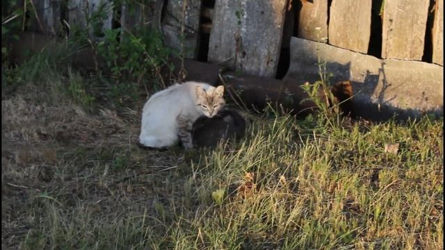 Продаю дом!!! Эльза кормит КОТЯТ!!! Всем РЕКОМЕНДУЮ... смотреть онлайн