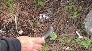 Грибы рядовки. Жареные грибы./Mushrooms