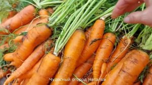 ☝? Морковь " Санькина любовь"