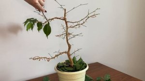 ❗️❗️❗️ПОЛНАЯ ДЕФОЛИАЦИЯ и ОБРЕЗКА фикуса☑️