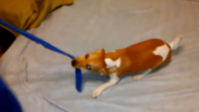 Смешные животные. Видео про собак. Гладкошерстный джек рассел терьер, девочка в домашних условиях смотреть онлайн