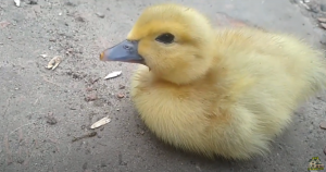 НЯНЬКА ДЛЯ УТЯТ, релакс на 5 минут. baby sitter for ducklings