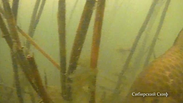 Карась АТАКУЕТ!!! Подводная съёмка CALYPSO UVS-03 PLUS смотреть онлайн