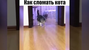 Как сломать кота