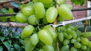 Виноград Бажена на 24.08.2019 г.