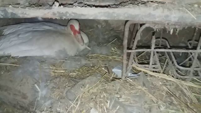 Индоутята из под индоутки / чем кормить индоутят /  вывод мускусных утят / дубль два)