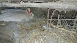 Индоутята из под индоутки / чем кормить индоутят /  вывод мускусных утят / дубль два)