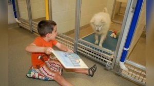 Дети помогают в приюте для животных, чтобы помочь запуганным и застенчивым собакам адаптироваться