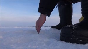 Супер клев Плотвы