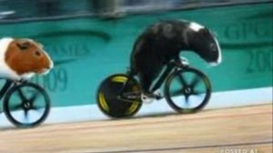 guinea pig games 2012