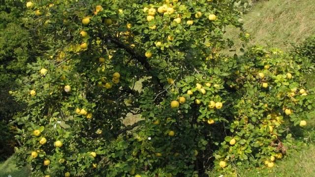 Как Выращивать Айву из Косточки в Домашних условиях