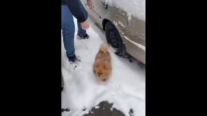 Милые животные. Шуточные действия с шуточными животными