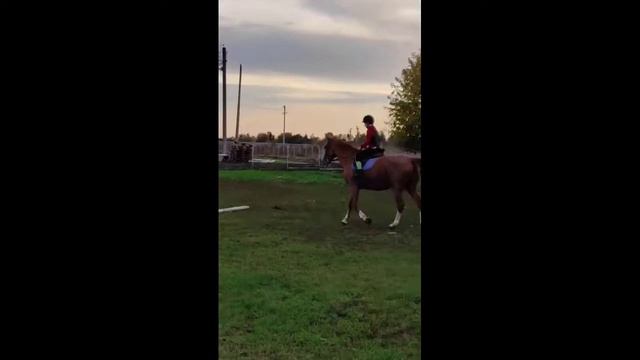 VLOG С КОНЮШНИ | МОЙ ДЕНЬ НА КОНЮШНЕ КОНОБЛОГ смотреть онлайн