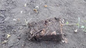 СУПЕРСКИЙ !ПЕРСИК САРАТОВСКИЙ, посадка средней полосе.