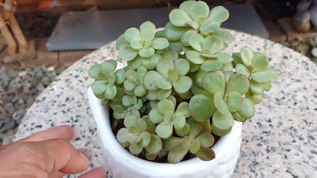 #Echeveria #suyon y sus #cuidados смотреть онлайн