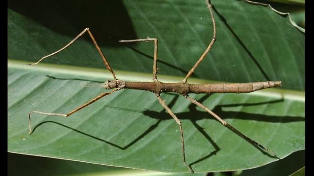 Phasmatodea (Палочники) смотреть онлайн
