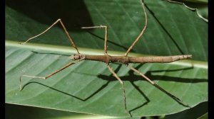 Phasmatodea (Палочники)