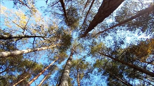 Октябрь 2020. Осень 2020. Золотая осень. Осенняя природа