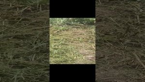 просто огонь! газонокосилка косит метровый бурьян! советую посмотреть!