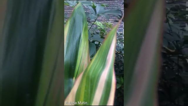 Cordyline Hawaiian Ti Plant | How To Grow a Cordyline From Cuttings and Growing Tips | RM Garden