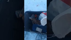 Рыбалка на сига: часть 2 протока Пенза г. Хабаровск.