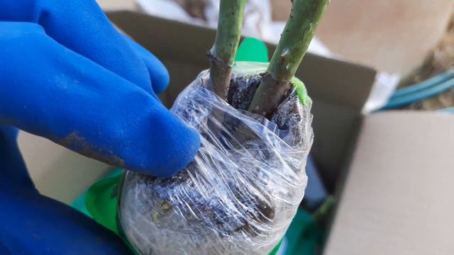 Распаковка посылки из Екатерининского питомника растений. смотреть онлайн