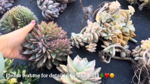 1/4/24: ghost crested, opalina, crassula, tibutan, euphoria cactus