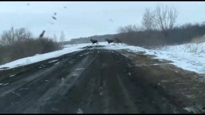 Лоси вышли на дорогу.mp4
