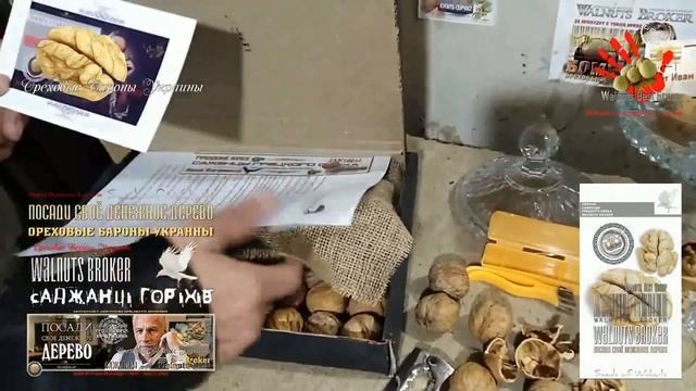 Обзор грецких орехов Кочерженко и Иван Багряный от Walnuts Broker