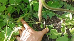 Павловния Войлочная Томентоза Перезимовала в Черноземье успешно :-))