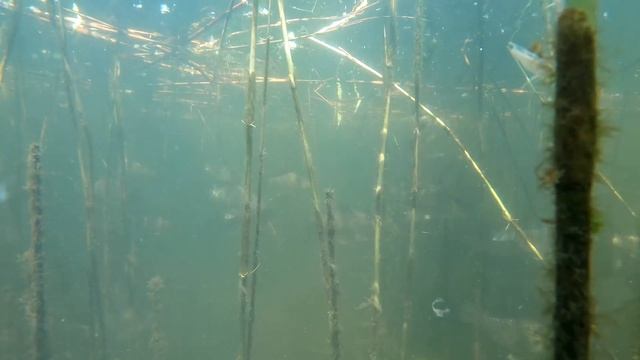 ЗАКОРМИЛ КАРПА огромная стая карася и щука . подводное видео смотреть онлайн