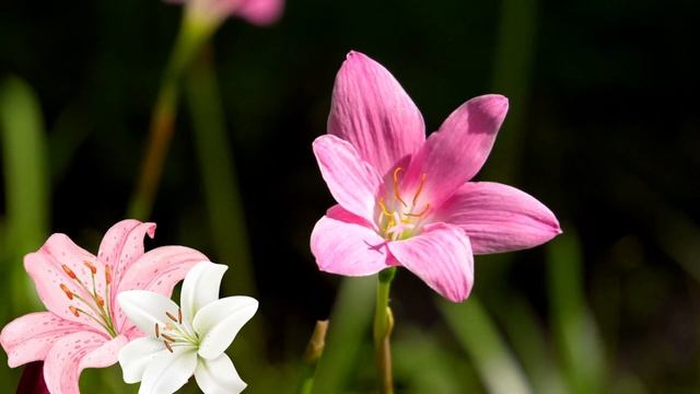 ‼️??Сон 15.06.22 Восхищение Церкви ОЧЕНЬ БЛИЗКО‼️Торжество на пороге. Венцы и белая лилия ?? смотреть онлайн