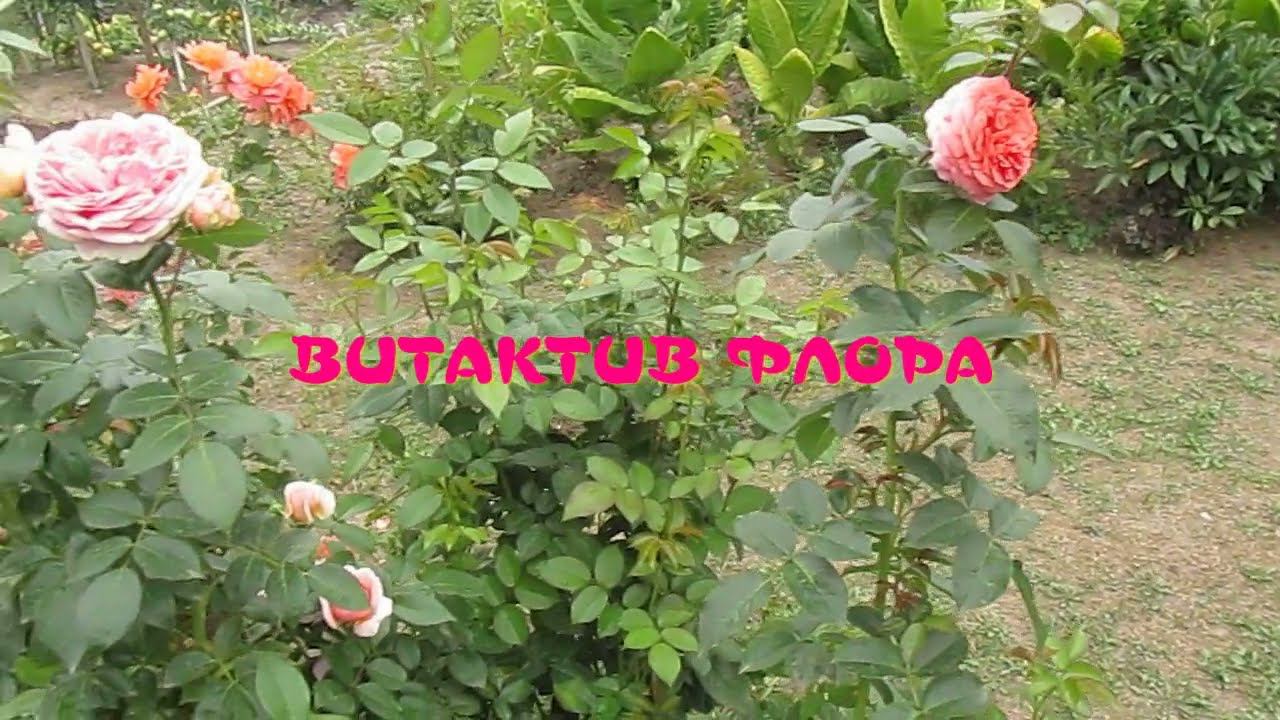 ПОДГОТОВКА РОЗ К ОСЕНИ И КО ВТОРОЙ ВОЛНЕ ЦВЕТЕНИЯ. смотреть онлайн