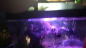 Бесшовный мини-аквариум Prime с креветками и рыбками