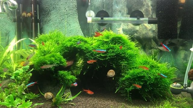 Новые рыбки