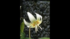 ЭРИТРОНИУМ , или КАНДЫК  (ERYTHRONIUM)  сем. Лилейные