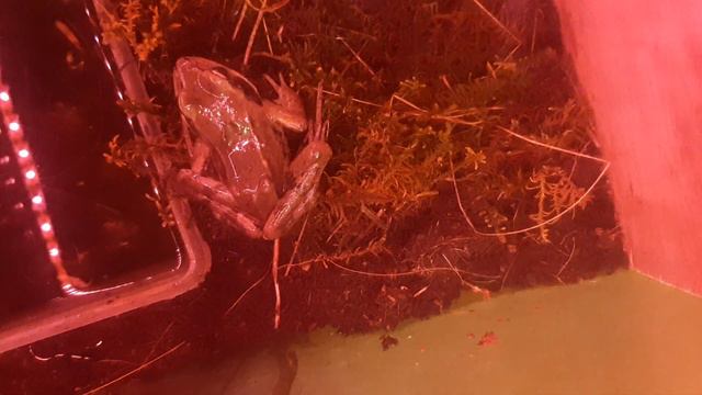 Как дела у нашей лягушки....Её мысль, когда меня увидела:"Зачем пришла?" смотреть онлайн