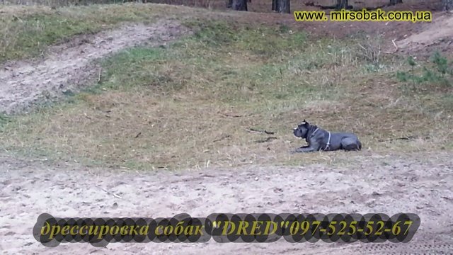 дрессировка собак