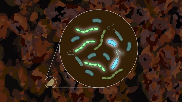 Active soil microbes fluorescing with BONCAT смотреть онлайн
