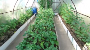 УХОД ЗА СЛАДКИМ ПЕРЦЕМ!  КАПЕЛЬНЫЙ ПОЛИВ!