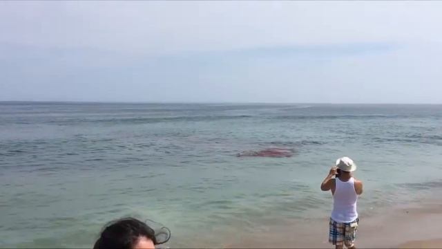 Шок!Нападение акулы на пляже,люди в панике жесть(новое видео) смотреть онлайн