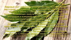 Лавровый лист польза и вред для организма человека