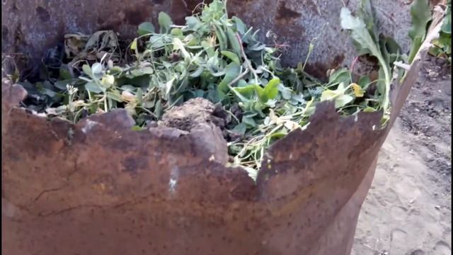 ЧТО ПОСЕЯТЬ В ИЮНЕ. ПОСЛЕ ГОРОХА. СЕВООБОРОТ КУЛЬТУР. СИДЕРАТЫ смотреть онлайн