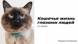 Кошачья жизнь глазами людей — 24 СЕРИЯ