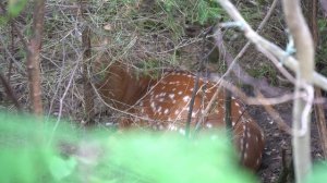 Куда съездить в Удмуртии. Природный парк Дикий. Наблюдаем с высоты за животными.