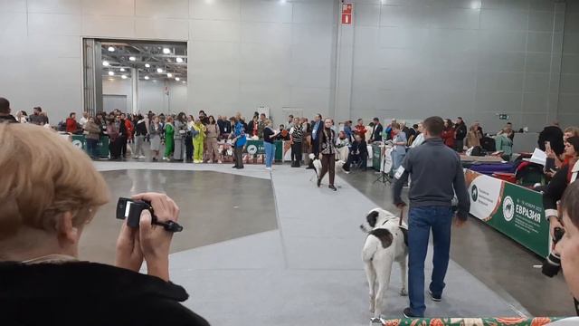 Бугай Алабай. Фальш старт в суматохе. смотреть онлайн