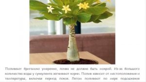 Бригамия, или Гавайская пальма (Brighamia).  Красивые растения для дома и сада.