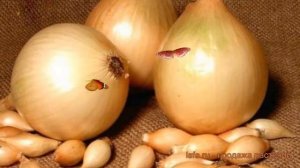 Лук овощной Сеттон (allium cepa setton) ? Сеттон обзор: как сажать, лук-севок и чеснок лука Сеттон