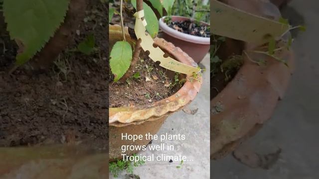 Update: Himalayan Cherry Blossom and Japanese Maple after 5 months