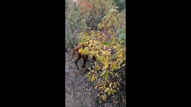 БОНЯ. ПРОГУЛКА С РИДЖБЕКОМ. смотреть онлайн